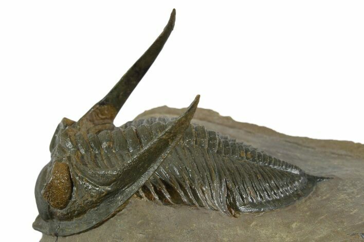 Exceptional Zlichovaspis Trilobite - Orange Eye Facets #350497